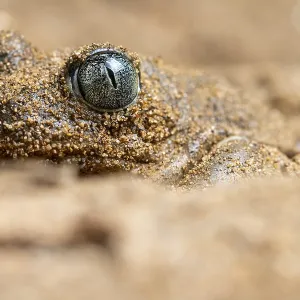 A close-up image of a common spadefoot toad A close-up image of a common spadefoot toad