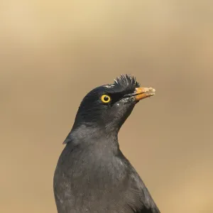 Close-up of a jungle myna (Acridotheres fuscus)