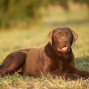Close-up of a Labrador Retriever on a meadow in late summer
