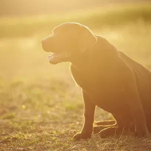 Close-up of a Labrador Retriever on a meadow in late summer Close-up of a Labrador Retriever on a meadow in late summer