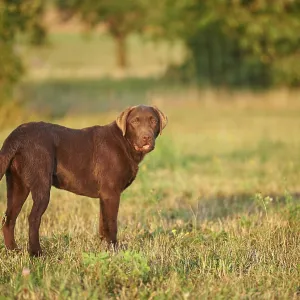 Close-up of a Labrador Retriever on a meadow in late summer