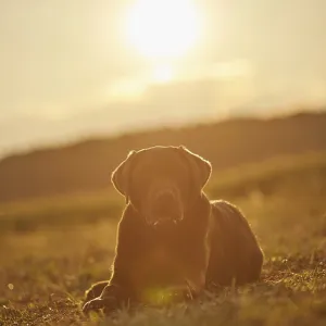 Close-up of a Labrador Retriever on a meadow in late summer Close-up of a Labrador Retriever on a meadow in late summer
