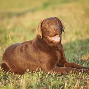 Close-up of a Labrador Retriever on a meadow in late summer Close-up of a Labrador Retriever on a meadow in late summer