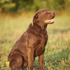 Close-up of a Labrador Retriever on a meadow in late summer