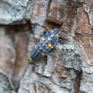 Close-up of Ladybird Larvae Print, Shallow Depth of Field Close-up of Ladybird Larvae Print, Shallow Depth of Field