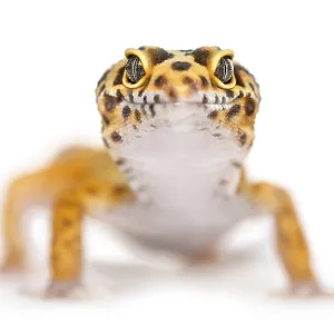 Close-up of a leopard gecko, isolated on white Close-up of a leopard gecko, isolated on white