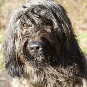 Close-up of a long-haired dog with curious brown eyes Close-up of a long-haired dog with curious brown eyes