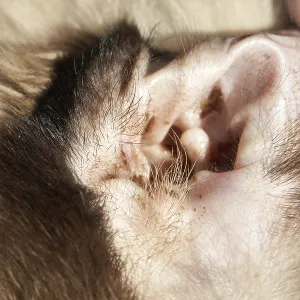 Close-up of a monkey's ear showing detailed fur