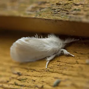 Close-up of moth on wall, in early summer morning