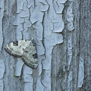 Close-up of Mottled Gray Carpet moth (cladara limitaria) on wall