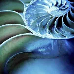 Close-up of a nautilus shell displaying spiral pattern in blue and green hues with a textured abstract feel Close-up of a nautilus shell displaying spiral pattern in blue and green hues with a textured abstract feel