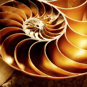 Close-up detail of a Nautilus shell on a ground terrain background