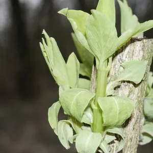 Close-up of new green leaves growing from a tree branch in a forest setting Close-up of new green leaves growing from a tree branch in a forest setting