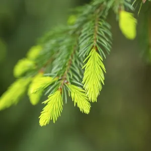 Close-up of a Norway spruce (Picea abies) shoots in a forest in spring