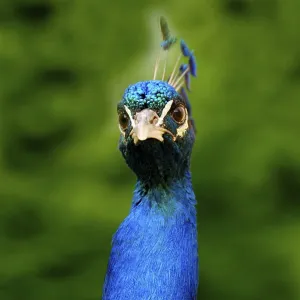A close-up of a peacock with vivid blue feathers against a lush green background