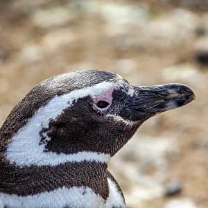 Close-up of a penguin head with detailed plumage