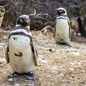 Close-up of penguins on desert-like ground