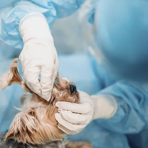 Close-up of a person in gloves treating a dog's head in a veterinary setting<br> Close-up of a person in gloves Close-up of a person in gloves treating a dog's head in a veterinary setting<br> Close-up of a person in gloves
