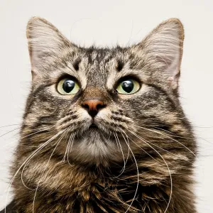 Close-up portrait of a tabby cat with green eyes and long whiskers against a neutral background