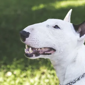 Close-up portrait of white bull terrier with open mouth and chain collar on green grass background