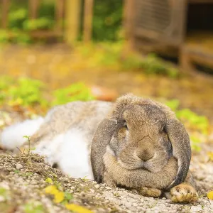 Close-up of a Rabbit Print, Wimsener Hohle, Germany Close-up of a Rabbit Print, Wimsener Hohle, Germany