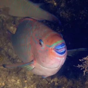 Close-up of a rainbow parrotfish (Scarus guacamaia) with colourful scales and open mouth