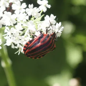 Close-up of a red and black striped beetle Close-up of a red and black striped beetle