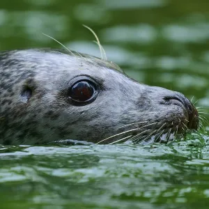 Close-up of a seal head in the water