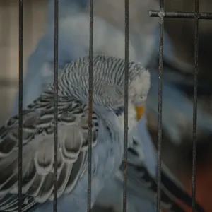 Close-up of sleeping blue budgerigar or melopsittacus undulatus behind cage bars at a pet shop Close-up of sleeping blue budgerigar or melopsittacus undulatus behind cage bars at a pet shop