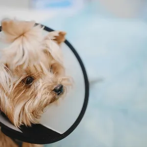 Close-up of a small dog wearing a cone in a veterinary setting Close-up of a small dog wearing a cone in a veterinary setting
