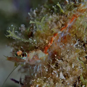 Close-up of a small, translucent prawn