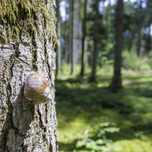 Close-up of a snail on a moss-covered tree trunk in the forest Close-up of a snail on a moss-covered tree trunk in the forest
