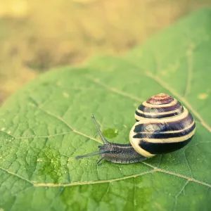 A close-up of a snail with a striped shell crawling on a large green leaf