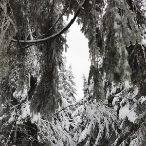 Vue rapprochée de branches recouvertes de neige dans une forêt d'hiver épaisse.