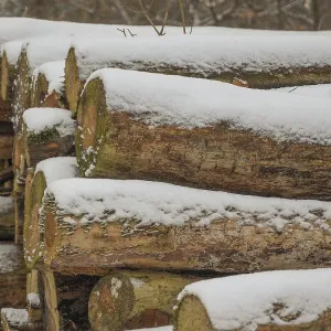 Close-up of a snowy pile of wood in the forest Close-up of a snowy pile of wood in the forest