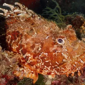 A close-up of a speckled fish, red scorpionfish (Scorpaena scrofa) A close-up of a speckled fish, red scorpionfish (Scorpaena scrofa)