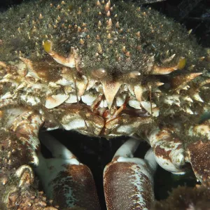 Close-up of a spiky crab with an impressive shell structure
