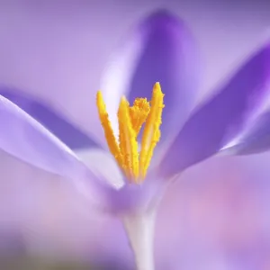 Close-up of a spring crocus (Crocus Vernus)