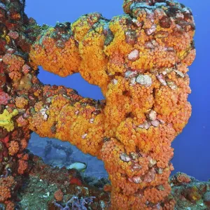 Close-up of a structure overgrown with bright orange coral