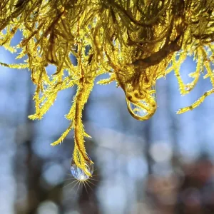 Close-up of sunlit moss with drops of water in the background of blurred trees