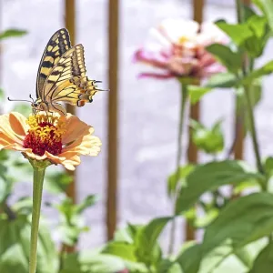 Close-up of a swallowtail butterfly feeding on an orange zinnia flower in a sunlit garden Close-up of a swallowtail butterfly feeding on an orange zinnia flower in a sunlit garden