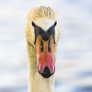 Close-up of a swan's face and beak with water in the background Close-up of a swan's face and beak with water in the background