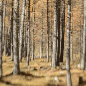 Close-up of tall trees with autumn colors