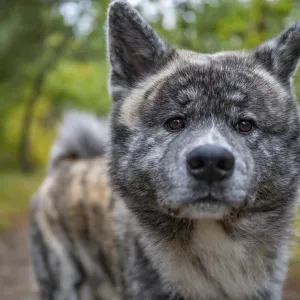 Close-up tired akita inu dog with gray fur in the forest Close-up tired akita inu dog with gray fur in the forest