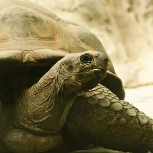 Close-up of a tortoise resting on stone