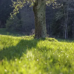 Close-up of a tree trunk in the sun