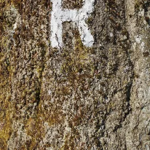 Close-up of a tree trunk with a white painted letter R as a signpost and moss Close-up of a tree trunk with a white painted letter R as a signpost and moss