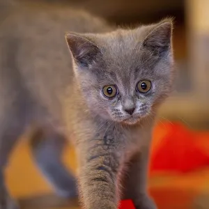 Close-up of a twelve-week-old BKH kitten (British Shorthair) Close-up of a twelve-week-old BKH kitten (British Shorthair)