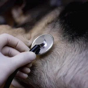 Close-up of a veterinarian using a stethoscope on a dog's fur during a health check Close-up of a veterinarian Close-up of a veterinarian using a stethoscope on a dog's fur during a health check Close-up of a veterinarian