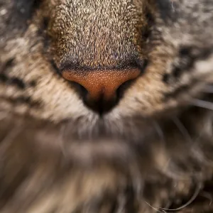 Close-up view of a cat's nose and whiskers highlighting the texture Close-up view of a cat's nose and whiskers highlighting the texture